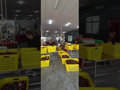 خيط الخياطة من البوليستر